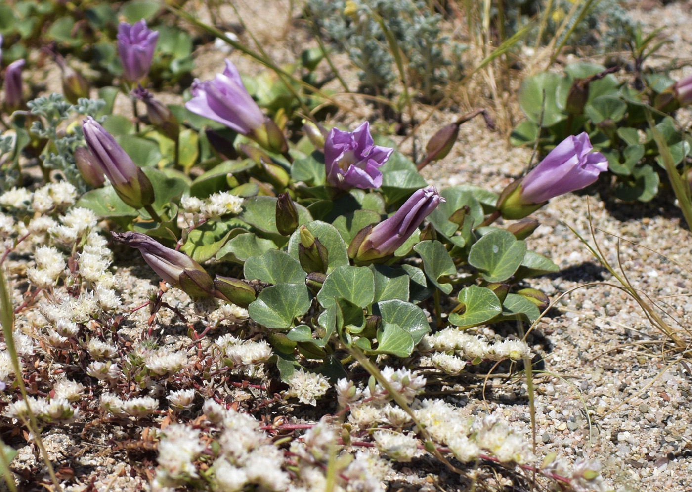 Image of Calystegia soldanella specimen.