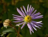 Aster amellus