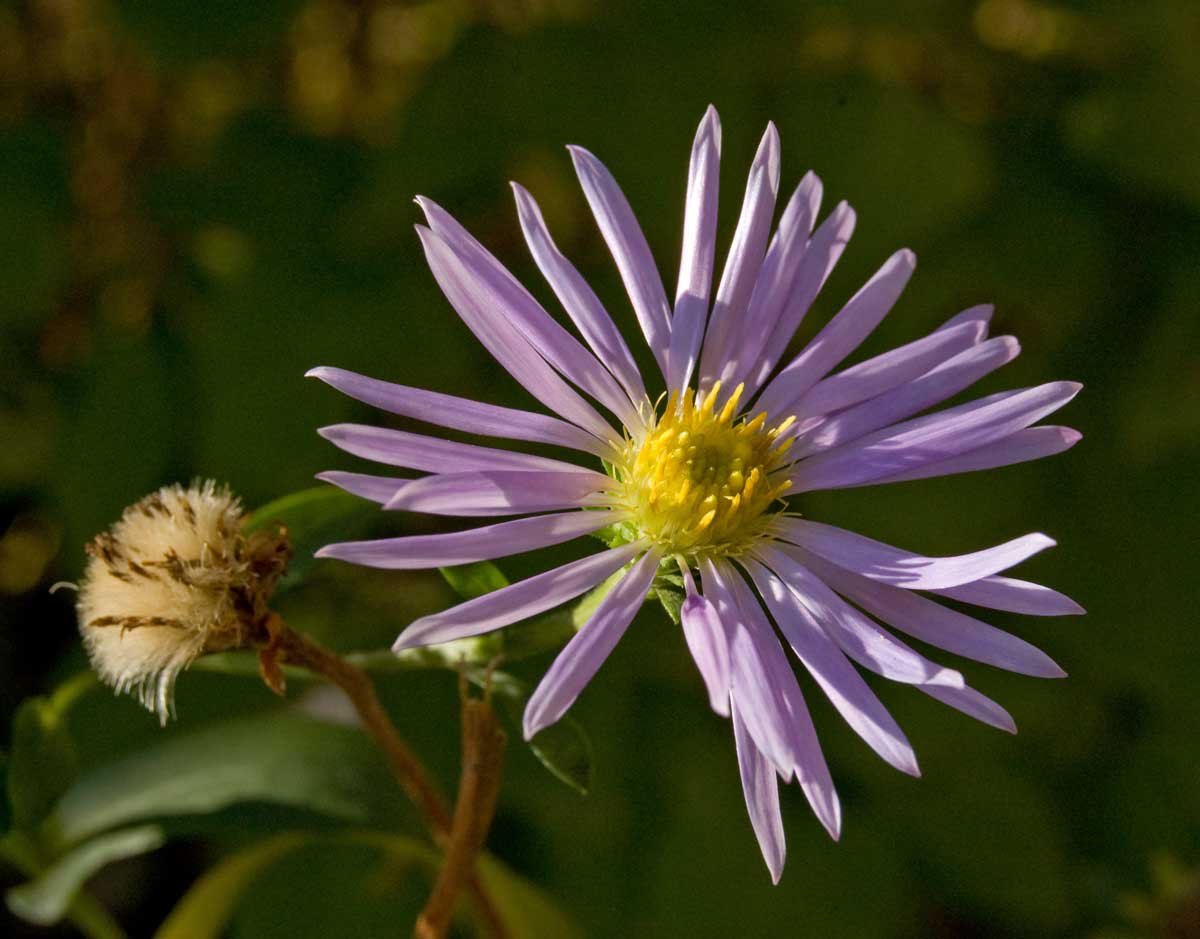 Image of Aster amellus specimen.