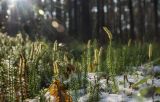 Lycopodium annotinum