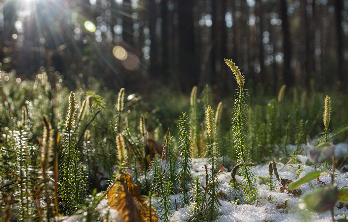 Изображение особи Lycopodium annotinum.