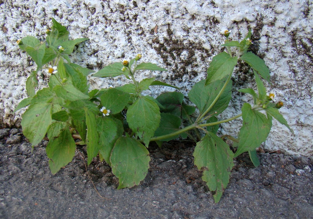 Image of Galinsoga quadriradiata specimen.