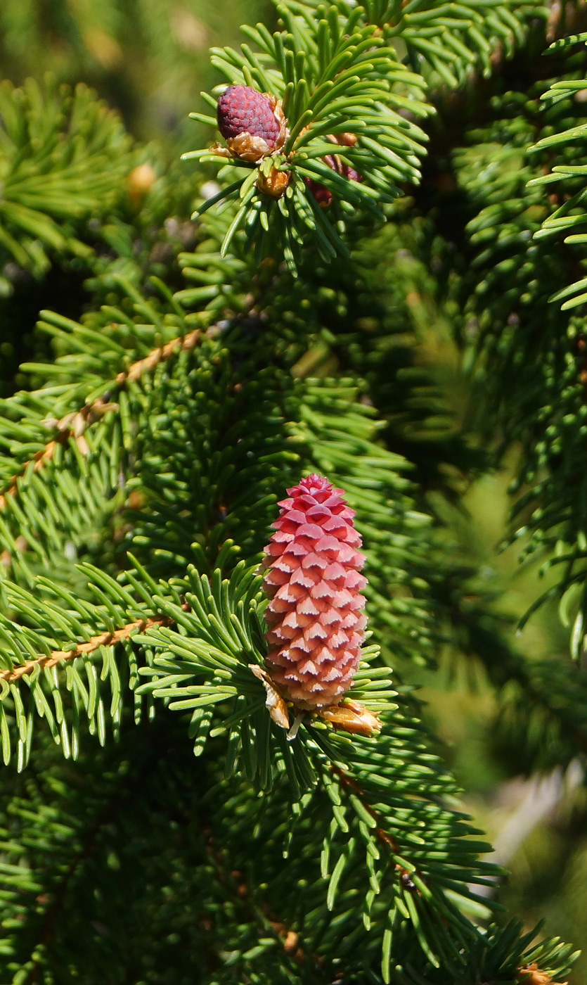 Изображение особи Picea abies.