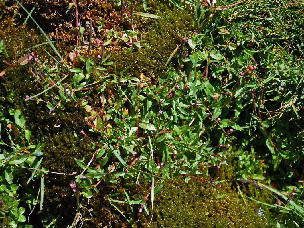 Image of Epilobium anagallidifolium specimen.