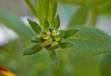 Rudbeckia hirta