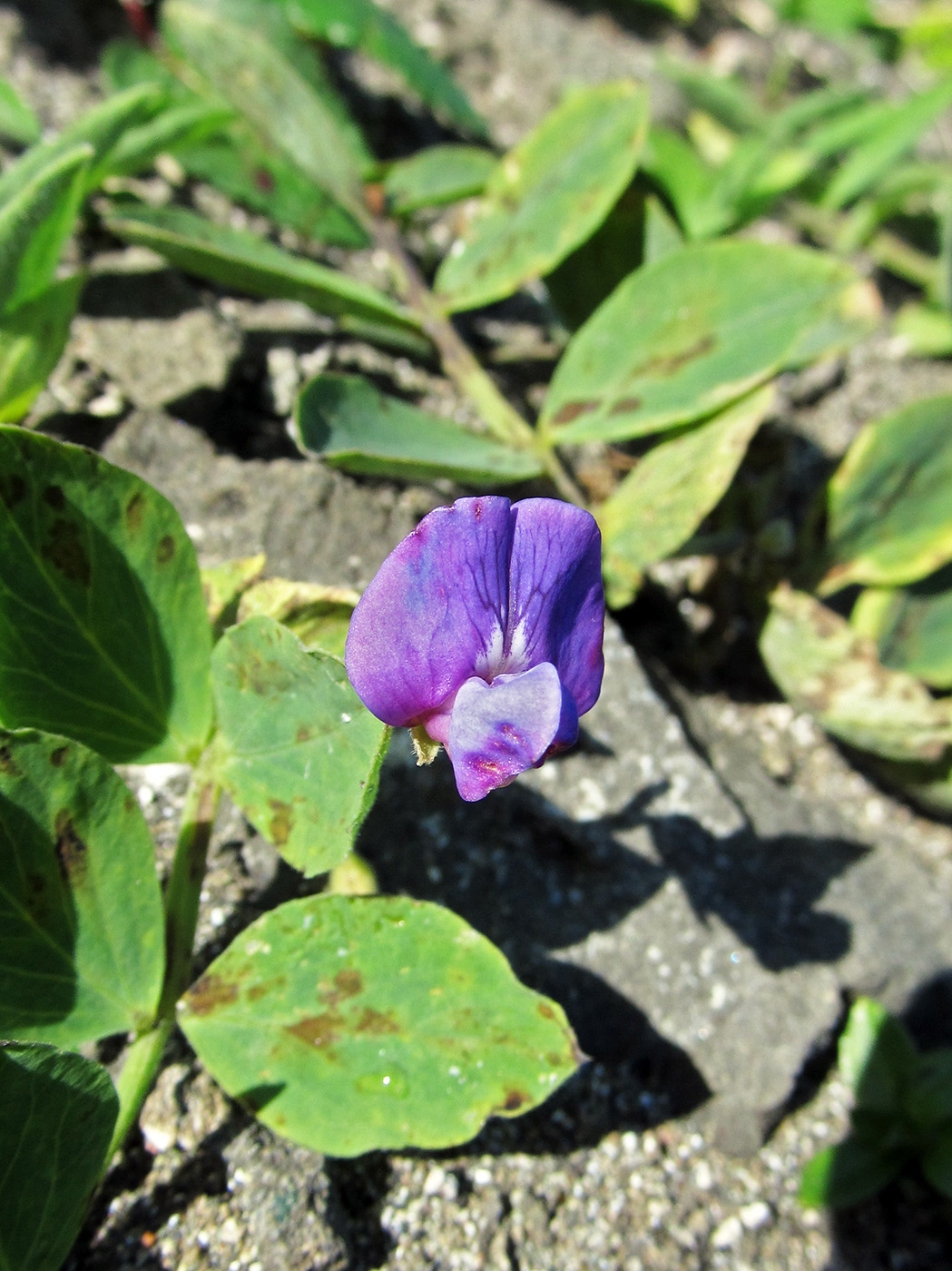 Image of Lathyrus japonicus specimen.
