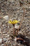 genus Taraxacum
