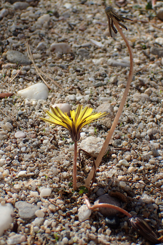 Image of genus Taraxacum specimen.