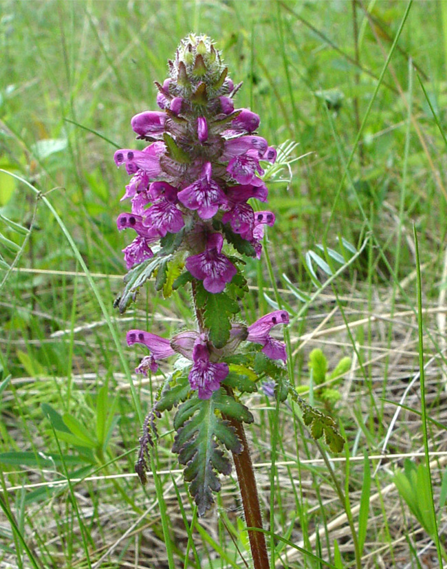 Изображение особи Pedicularis verticillata.