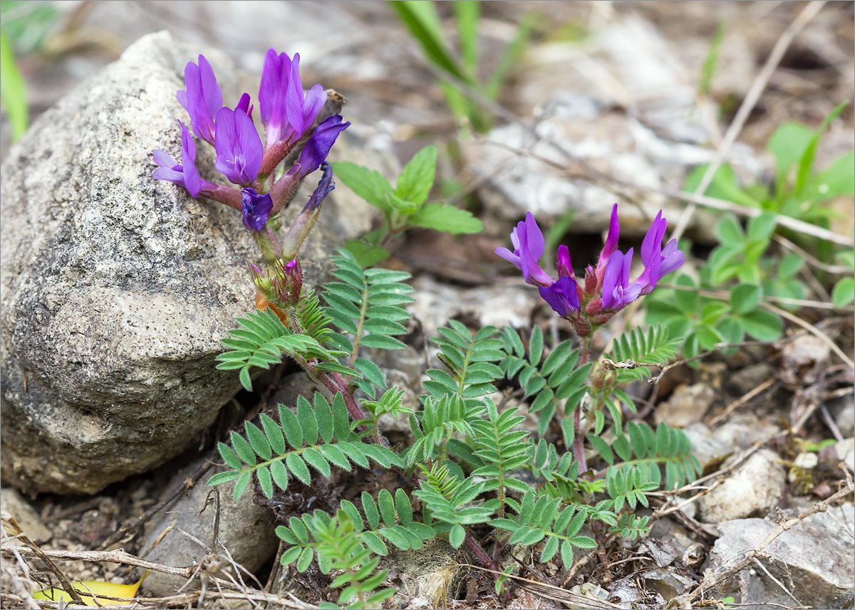 Изображение особи Astragalus humifusus.