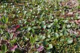 Salix herbacea. Плодоносящие растения в сообществе с Sibbaldia procumbens и Loiseleuria procumbens. Мурманская обл., Кольский р-н, окр. пос. Дальние Зеленцы, окр. Столбового озера, склон восточной экспозиции небольшой сопки, задернованный уступ скалы. 03.08.2017.