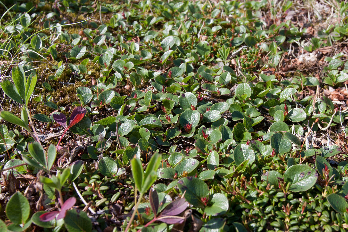 Image of Salix herbacea specimen.