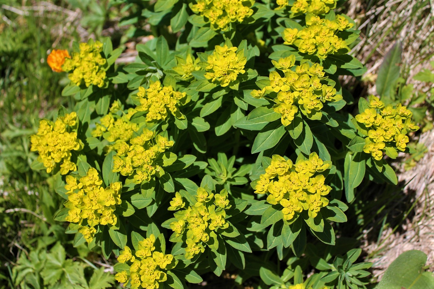 Изображение особи Euphorbia pilosa ssp. ojensis.