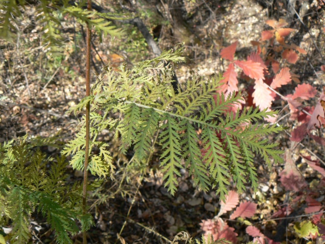 Изображение особи Artemisia maximovicziana.