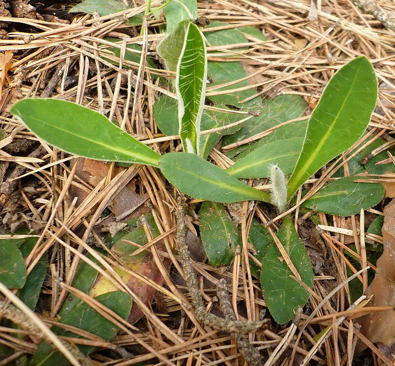 Изображение особи Pilosella officinarum.