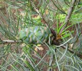 Pinus parviflora