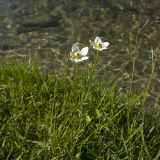 Parnassia palustris