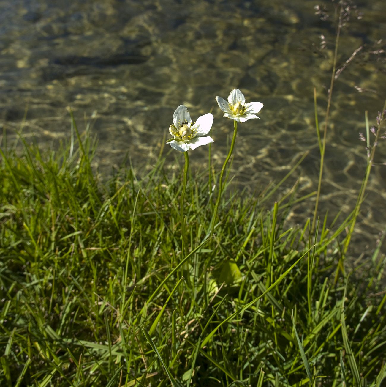 Изображение особи Parnassia palustris.