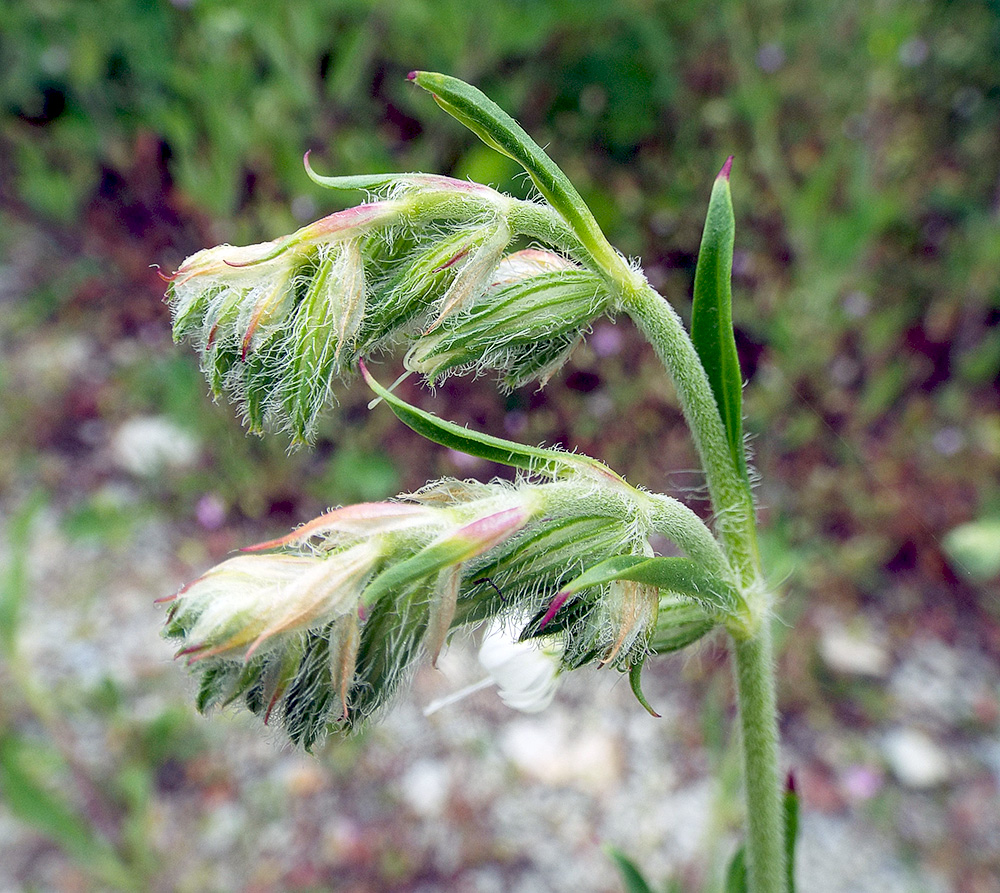 Изображение особи Silene dichotoma.