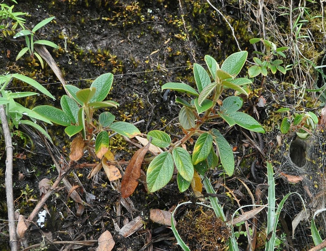 Изображение особи Desmodium incanum.