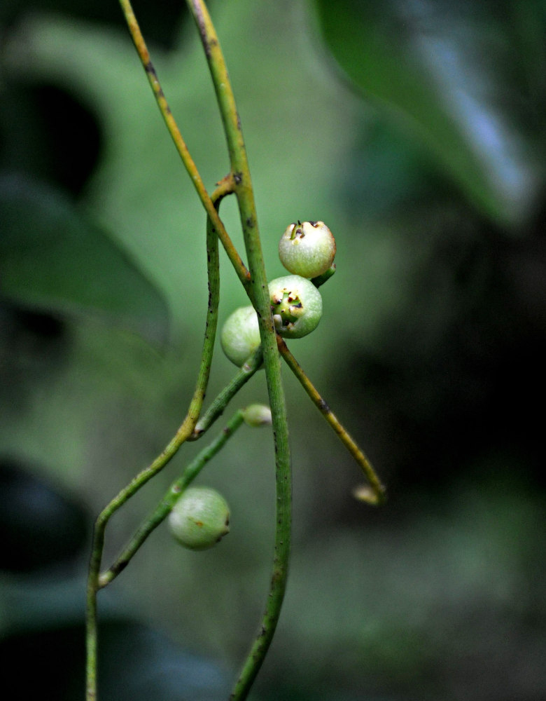 Изображение особи Cassytha filiformis.