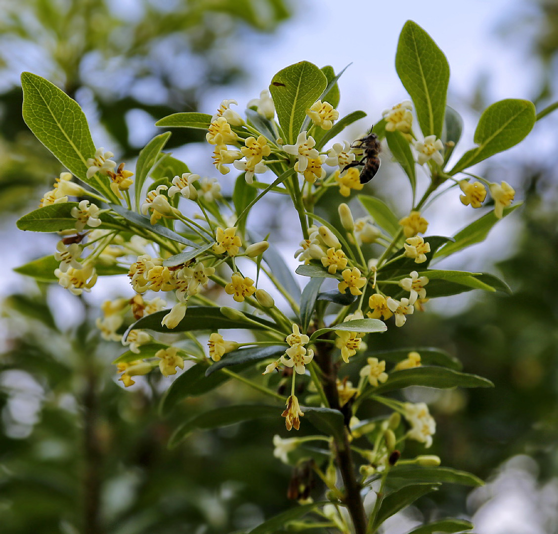 Изображение особи род Pittosporum.