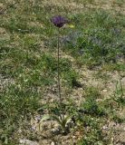 Allium cyrilli