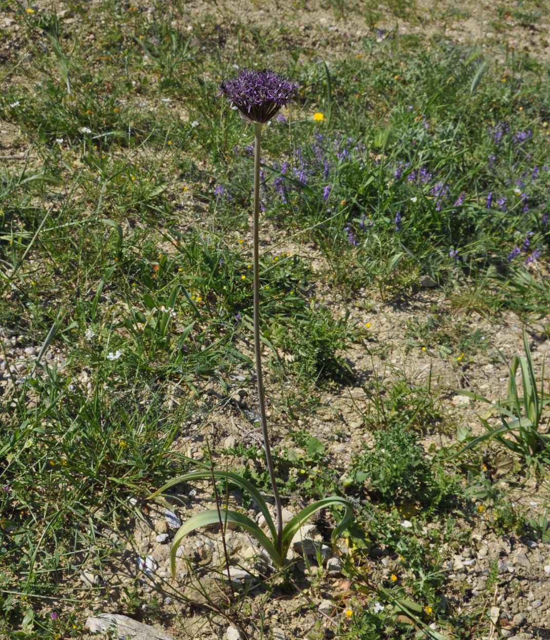 Image of Allium cyrilli specimen.