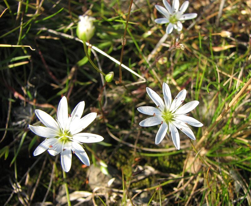Image of Stellaria peduncularis specimen.