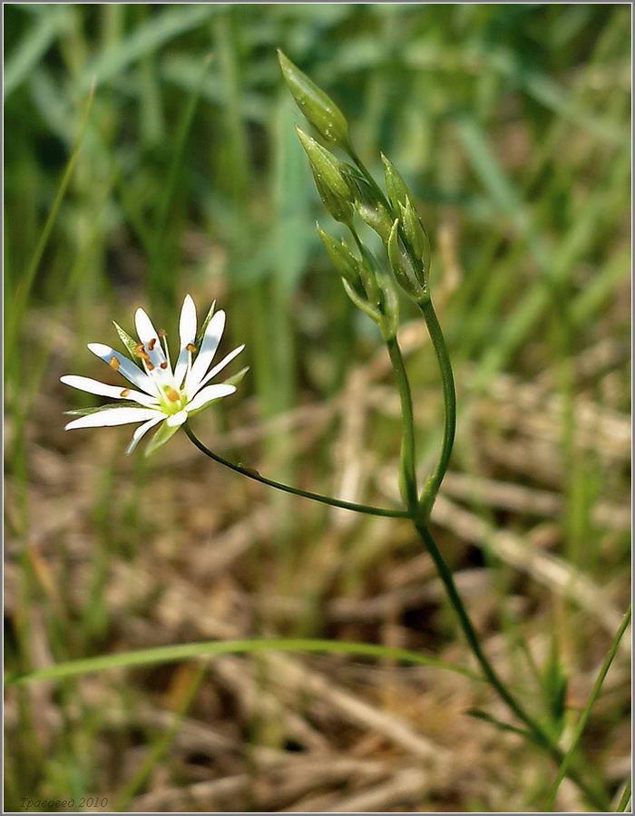 Изображение особи Stellaria graminea.