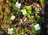 Rubus chamaemorus. Цветущие растения. Якутия, Мирнинский р-н, окр. пос. Светлый, болото за \"картофельным полем\". 11.06.2009.