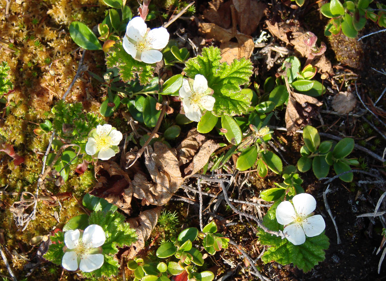 Изображение особи Rubus chamaemorus.