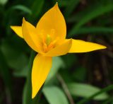 Tulipa biebersteiniana