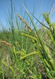 род Carex