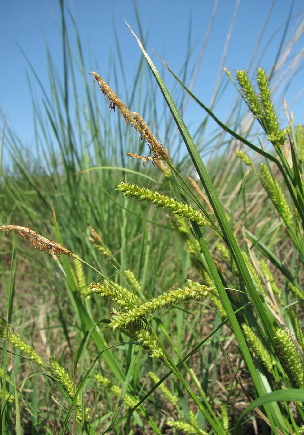 Изображение особи род Carex.