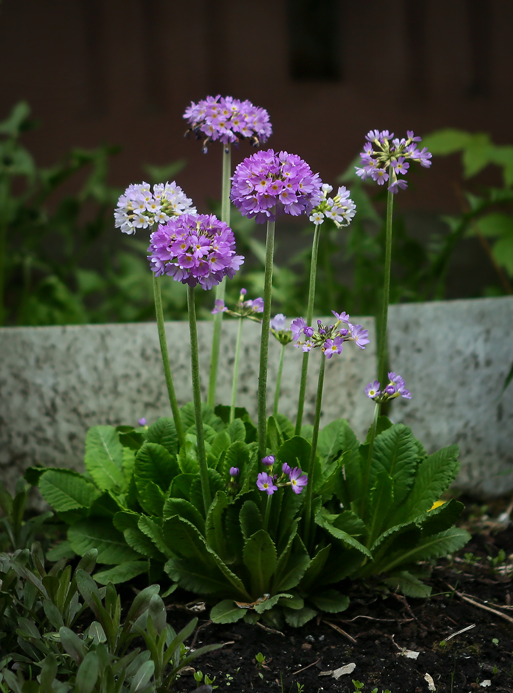 Image of Primula denticulata specimen.