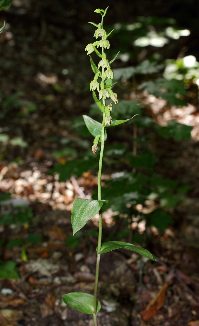 Изображение особи Epipactis persica.