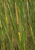 Typha laxmannii