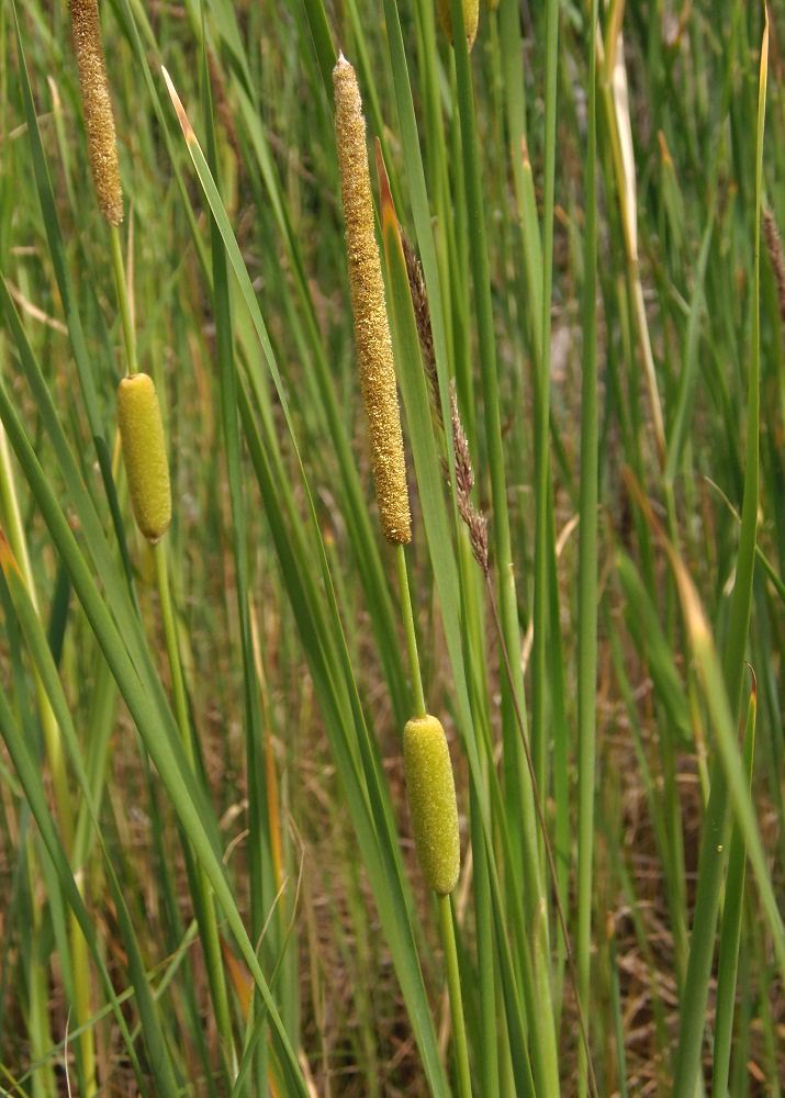 Изображение особи Typha laxmannii.