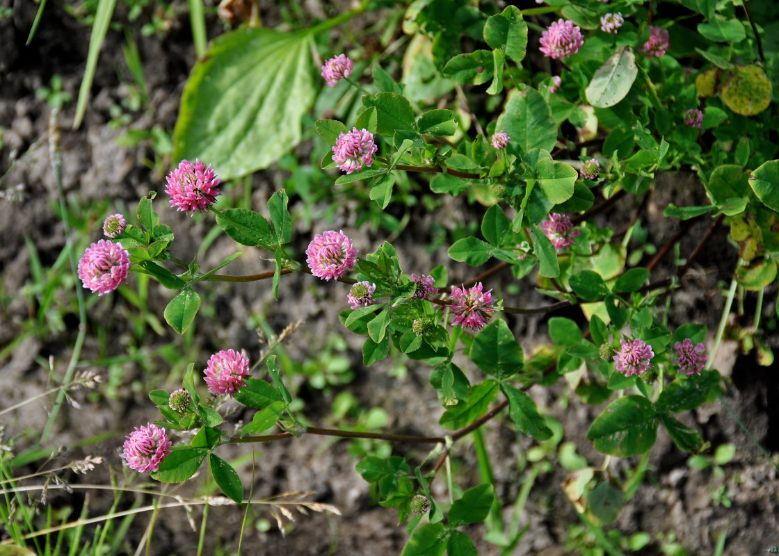 Изображение особи Trifolium hybridum ssp. elegans.