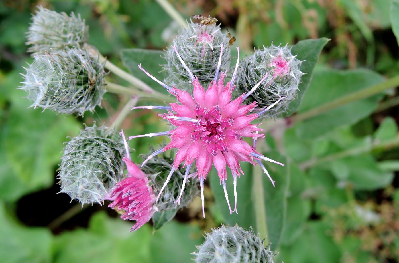 Image of Arctium tomentosum specimen.