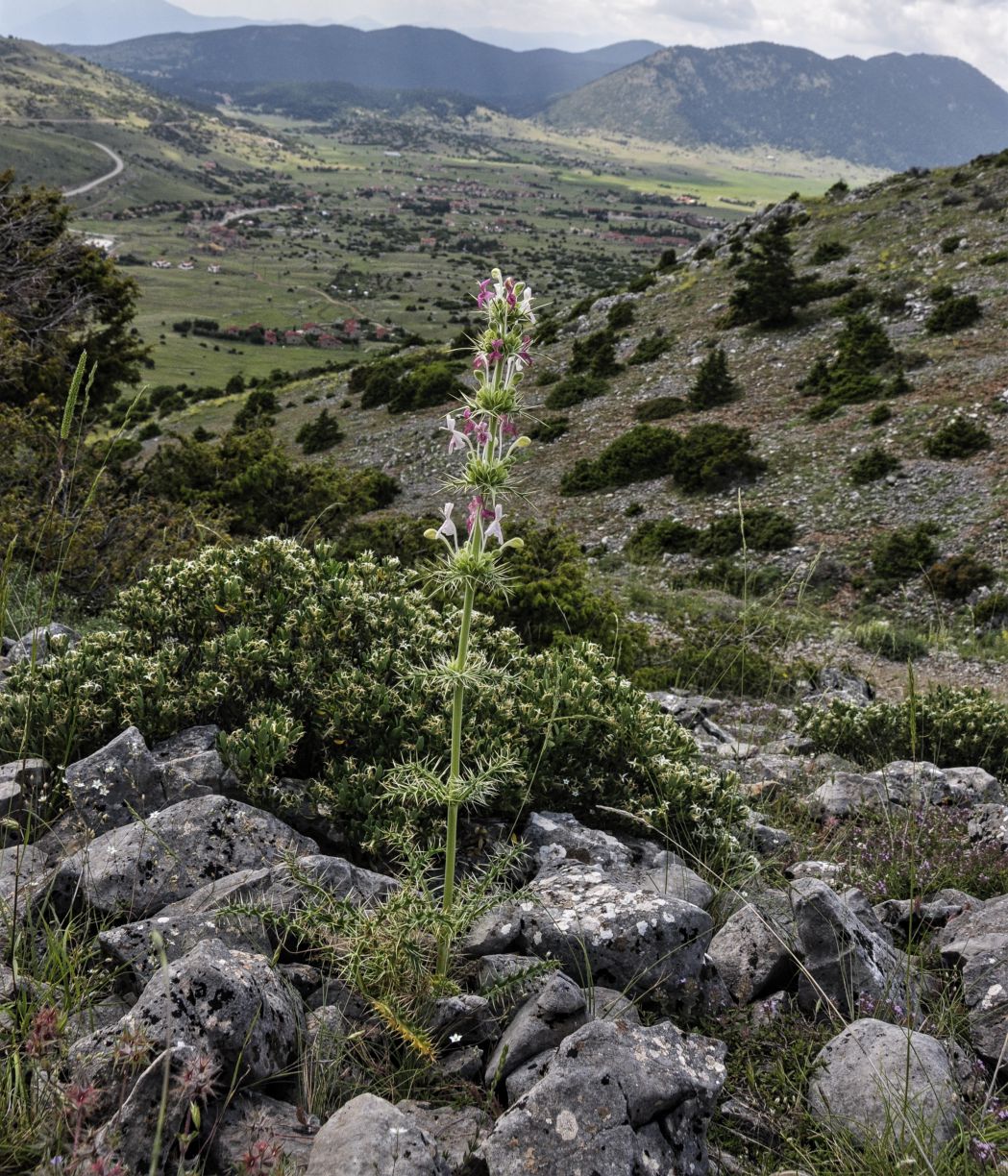 Image of Morina persica specimen.