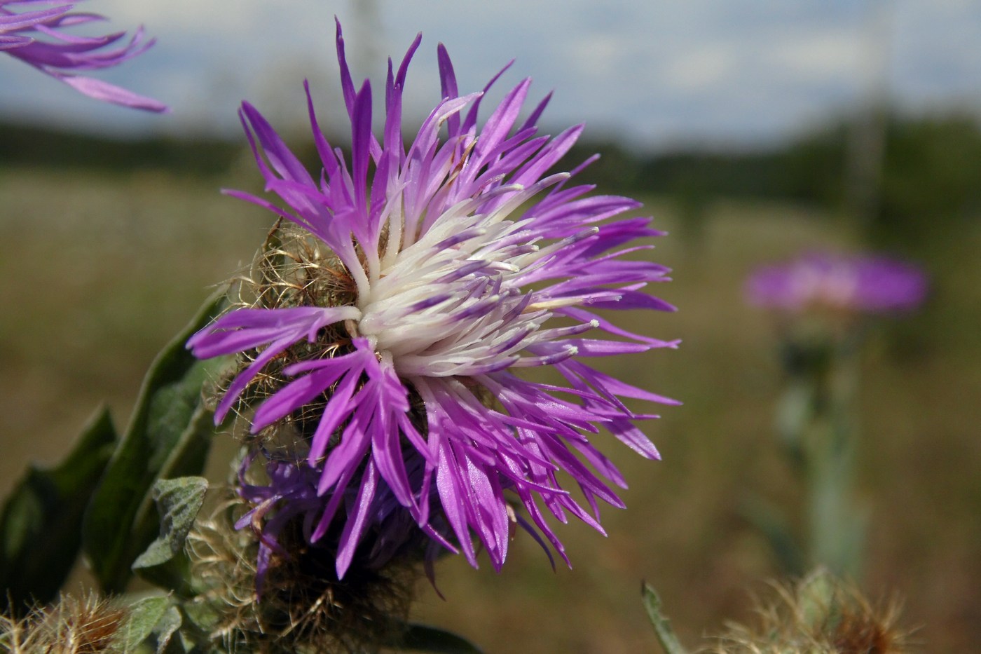 Изображение особи Centaurea abnormis.