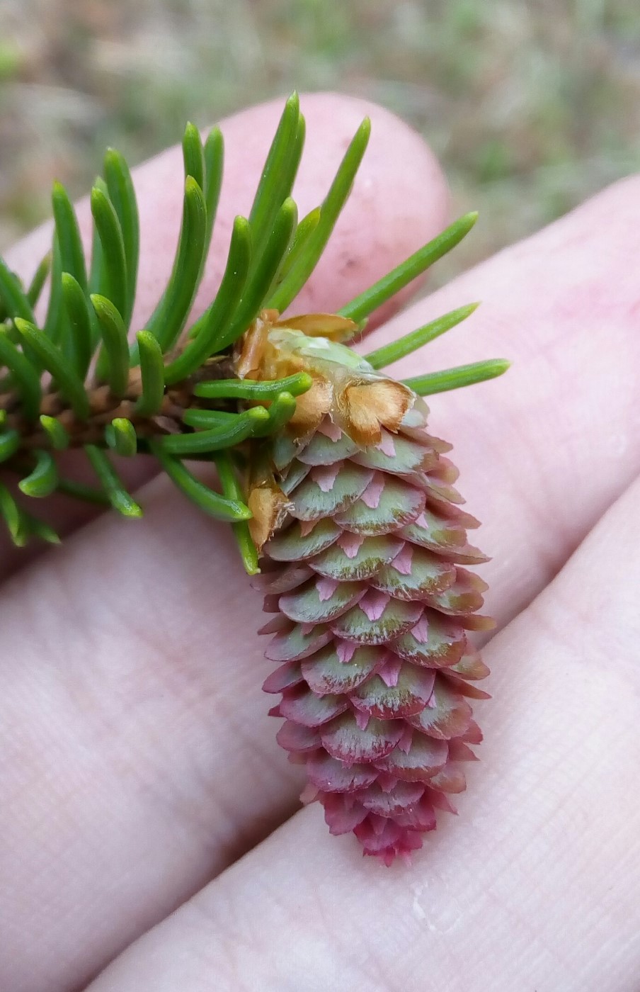 Изображение особи Picea obovata.