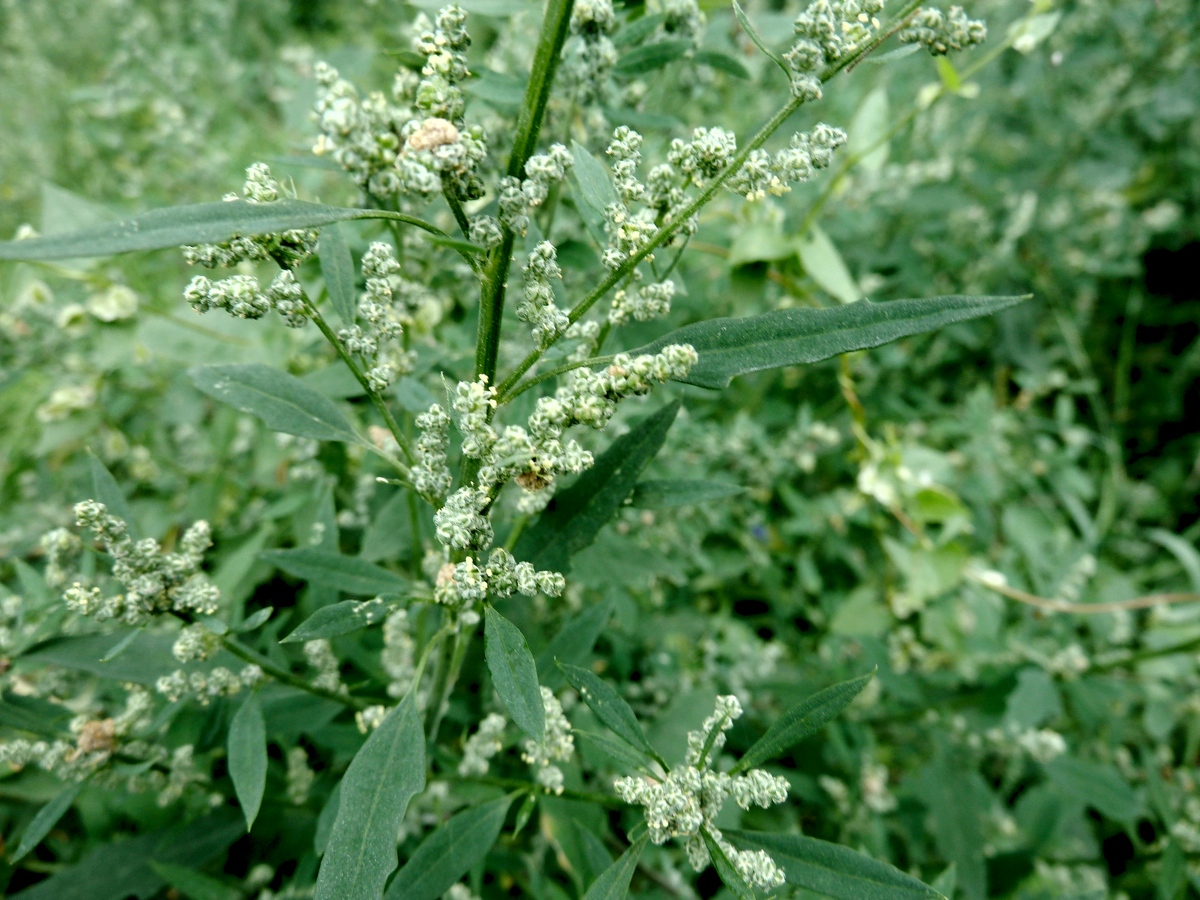 Image of genus Chenopodium specimen.