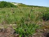 Scirpus maximowiczii