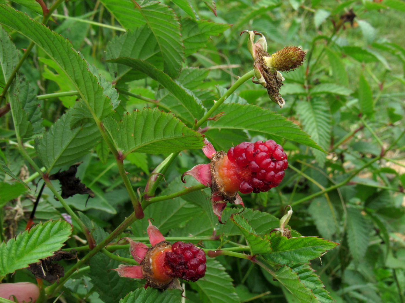 Image of Rubus illecebrosus specimen.