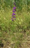 Delphinium hispanicum