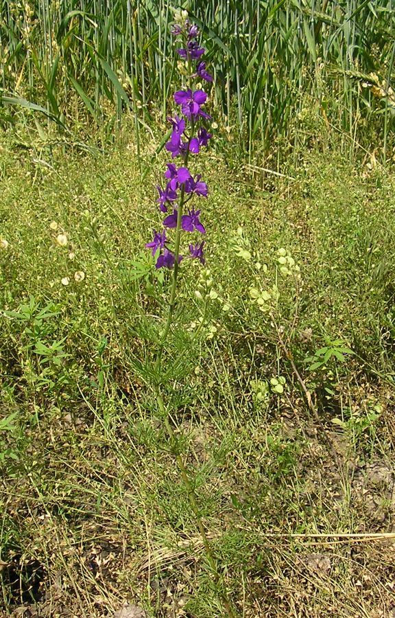 Image of Delphinium hispanicum specimen.