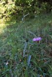 Centaurea subspecies substituta